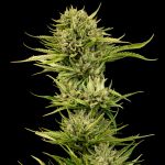 Blueberry Pie F1 Schnell Feminisiert Saatgut