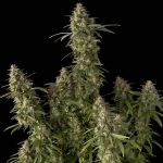 Pineapple OG Auto Feminisiert Saatgut