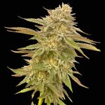 Pineapple OG Feminisiert Saatgut