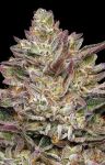 Guzzlerz Feminised Seeds