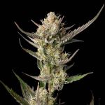 OG Kush Feminisiert Saatgut