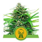 Pink Runtz Auto Feminised Seeds