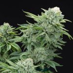 Gorilla Glue #4 S1 Feminised Seeds