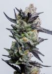 Huckleberry Punch Feminised Seeds