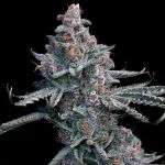 Runtz of Eden Feminised Seeds