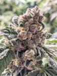 Purple Cherry Ripple Feminised Seeds