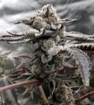 Tangie Candie Feminised Seeds