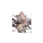 Orange Bud 2.0 Feminised Seeds