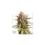 Melonade Runtz Auto Feminised Seeds