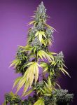 Jet Fuel Mandarine XL Auto Féminisée Graines