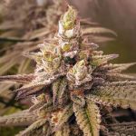 2 B Blunt Feminised Seeds