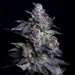 Apple Candie Feminised Seeds