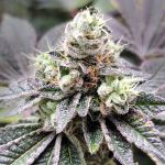 Coco-Nutty Feminised Seeds