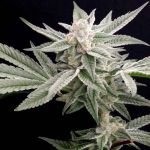 Jungleberry Haze Feminised Seeds