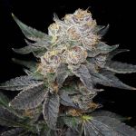 Northern Tropic Feminised Seeds