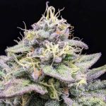 Sherbet Cream Cake Feminised Seeds