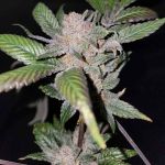 Sour Sage Feminised Seeds