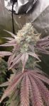 Supersonic Blizzard Feminised Seeds