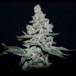 Fire 'n Ice Feminised Seeds
