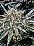 Gelatomo Feminised Seeds