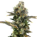King Cone Feminised Seeds