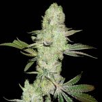 Runtz Bombz Feminsed Seeds