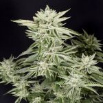 Sherbet S1 Feminised Seeds