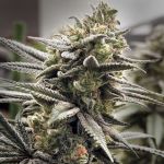 Thundersnow Feminised Seeds
