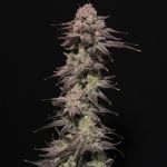 Viking Milk Feminised Seeds