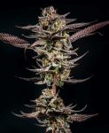 Gelato Kiss Feminised Seeds