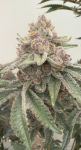 Jellycat Feminized Seeds
