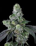 Goofiez² Feminized Seeds