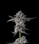 Candy Bezels Feminised Seeds