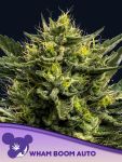 WHAM BOOM Auto Feminised Seeds