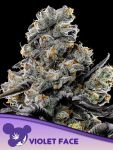 Violet Face Feminized Seeds