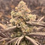 Sour Grape Punch Feminised Seeds