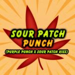 Sour Patch Punch Feminised Seeds