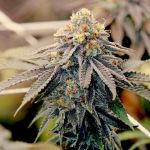 Sundae Punch Feminised Seeds