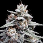 Skywalker Kush Auto Feminisiert Samen