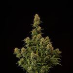 Amaretto Tarmac Auto Feminised Seeds