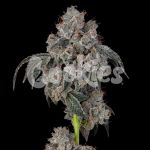 Blueberry Cherries Feminised Seeds