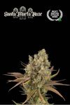 Santa Marta Haze Auto Feminised Seeds