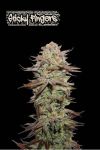 Sticky Fingers Auto Feminised Seeds