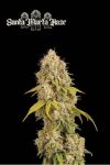 Santa Marta Haze Feminised Seeds