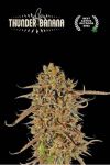 Thunder Banana Feminised Seeds