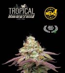 Tropical Zmoothie Feminised Seeds