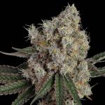 Another Level Feminised Seeds