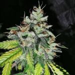 Britcoin Feminised Seeds