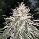 MAC 11 Feminised Seeds