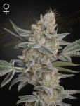 Air Lemon (SLH x RS11) Feminised Seeds